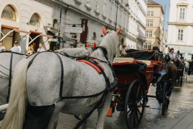 Beyaz atlar Viyana caddesinde bir arabaya bağlandı. Yakın plan..