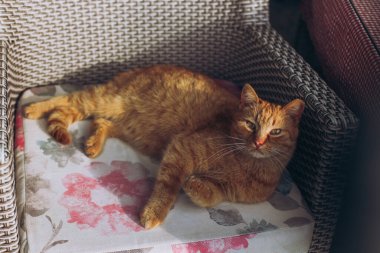 Karadağ 'ın Budva kentindeki bir sokakta koltukta yatan sevimli kırmızı kedi. Bir sokak kedisinin portresi.