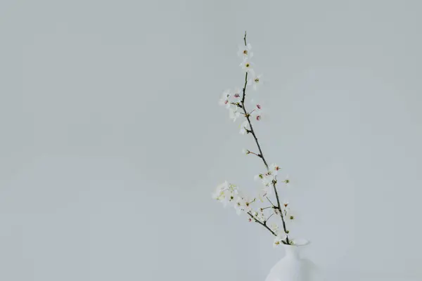 Beautiful blossom branches in a vase on a light grey background. Spring minimalistic concept. Place for text.