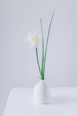 Güzel beyaz nergis (narcissus çiçeği) beyaz bir vazoda. Minimum konsept. Metin için yer.