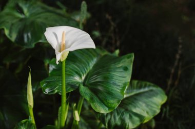 Güzel beyaz zambaklar yağmurdan sonra bahçede çiçek açar. Seçici odak.