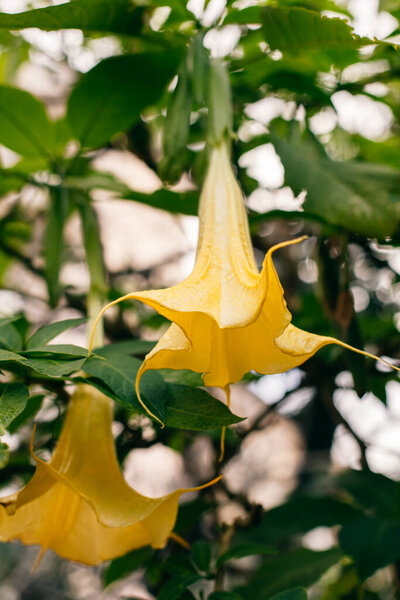 Beautiful yellow Datura flowers (Brugmansia aurea), the golden angel's trumpet in a garden. Close-up.