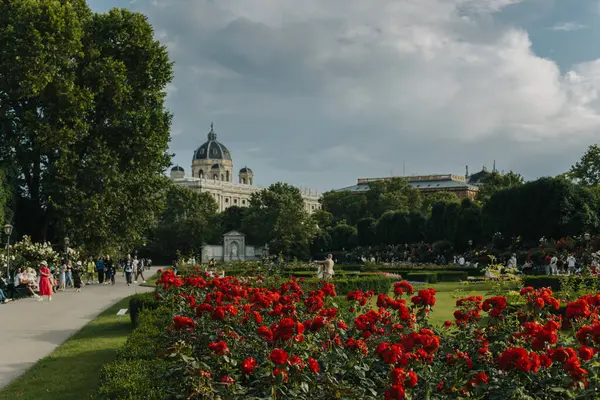 Volksgarten Park, Viyana, Avusturya 'da çiçek açan gül çalıları. Avusturya 'da seyahat hedefi.