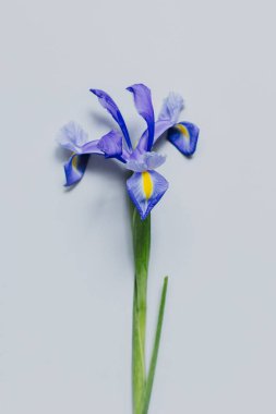 Açık gri arkaplanda güzel bir Iris çiçeği. Asgari konsept.