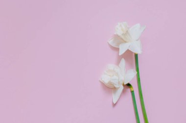 Yumuşak nergis (narcissus) çiçekleri pembe pastel arka planda. Metin için yer.