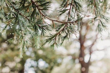 Tüylü, taze bir tarla kuşunun üzerine yağmur damlası. Yakın plan. Seçici odak.