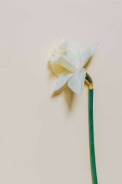 Açık sarı bir zemin üzerinde güzel beyaz nergis (narcissus çiçeği). Minimum konsept. Metin için yer.