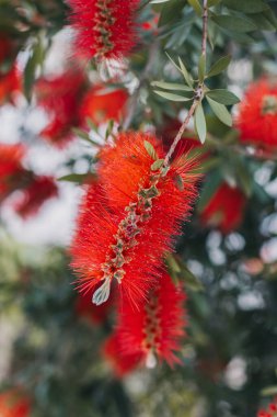 İlkbahar bahçesindeki çiçek açan Callistemon ağacının inanılmaz kırmızı çiçekleri. Yakın plan..