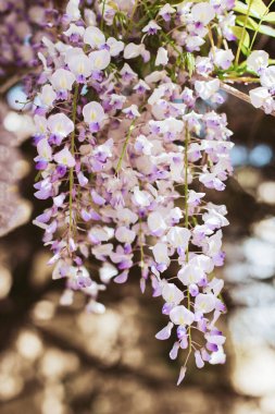 Bahar bahçesinde güneşli bir günde Wisteria 'nın güzel çiçekleri. Seçici odak.