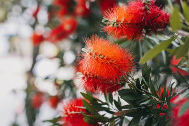 İlkbahar bahçesindeki çiçek açan Callistemon ağacının inanılmaz kırmızı çiçekleri. Yakın plan..