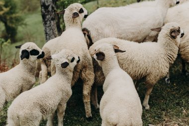 Karadağ 'ın dağlık kesiminde otlayan sevimli küçük kuzular. Seçici odaklanma. Yakın plan..