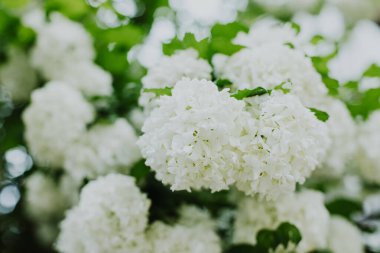 Bahar bahçesinde beyaz Viburnum Boule de Neige Roseum çiçekleri olan güzel bir dal. Seçici odak.