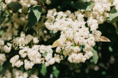 Fotiniya 'nın bahar bahçesindeki güzel beyaz çiçeği. Yakın plan. Seçici odak.