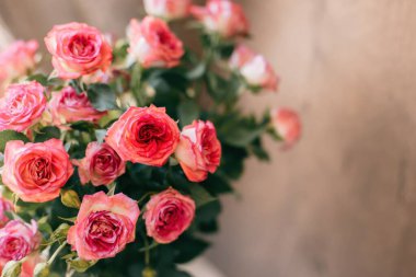 Doğal pastel arka planda bir vazoda pembe gül çiçekleri. Metin için yer.