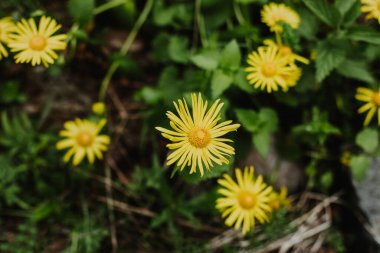 Beautiful yellow flowers Doronicum in a mountain forest. Close-up. clipart