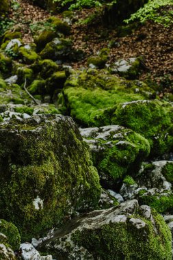 Karadağ 'ın Prokletije kentinde yeşil yosunlu inanılmaz taşlar var. Doğa geçmişi. Yakın plan..