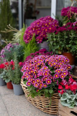 Çiçekçi dükkanındaki güzel renkli çiçekler. Seçici odak.