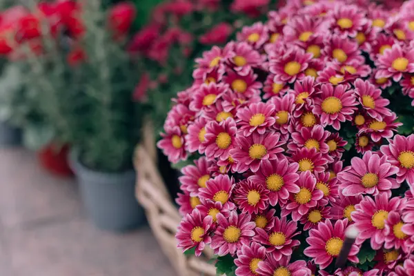 Açık bir çiçekçide güzel renkli çiçekler var. Seçici odak.