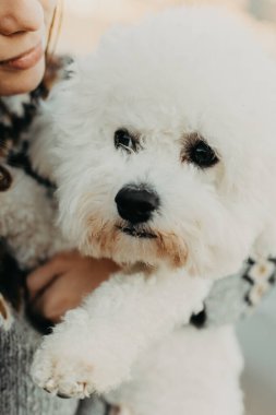 Şirin Bichon Frise köpeği sahibinin elinde. Küçük bir köpeğin portresi. Kapat..