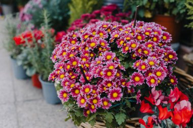 Çiçekçi dükkanındaki güzel pembe kasımpatı çiçekleri. Seçici odak.