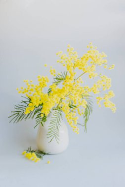 Açık gri arka planda beyaz bir vazoda güzel Mimosa çiçekleri. Metin için yer.