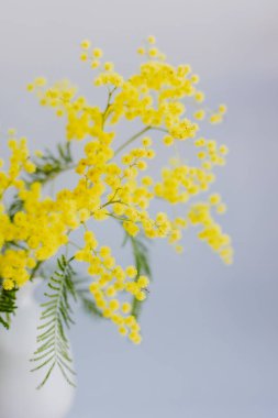 Açık gri arka planda beyaz bir vazoda güzel Mimosa çiçekleri. Kapat..