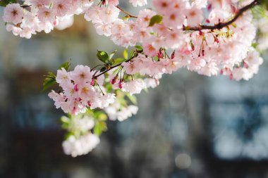 Caddede narin bir kiraz çiçeği dalı. Bahar tazeliği, mevsimlik atmosfer. Açık pembe pastel renkler.