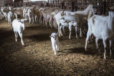 Şirin beyaz keçiler ve yavru keçiler çiftlikte dinleniyor, gün ışığında. Seçici odaklanma. Yurtiçi çiftlik hayatı.