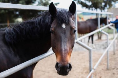 Çiftlikteki otlakta güzel bir at. Bir atın portresi. Kapat..