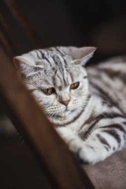 Sandalyede dinlenen komik bir kedinin (İskoç Heteroseksüel) portresi. Karanlık arka plan. Seçici odak.