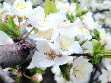 Çiçekli güzel bir bahar dalının yakınında. Bahar arkaplanı.