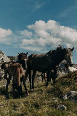 Karadağ 'ın Durmitor Milli Parkı' ndaki dağlarda küçük bir tay taşıyan güzel atlar.