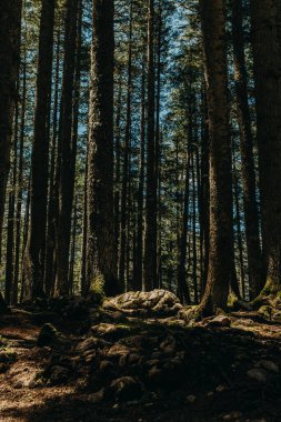 Kirişli Orman Sahnesi. Karadağ 'ın Durmitor kentindeki Ulusal Parkı' nda yaz güneşli bir gün. Sakin ve meditasyon enerjisi.