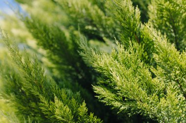 Mavi gökyüzünde parlak yeşil selvi dalları. Kapatın. Seçici odak.