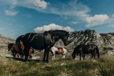 Karadağ 'ın Durmitor Ulusal Parkı' ndaki dağlarda otlayan vahşi at sürüsü. İnanılmaz vahşi güzellik..