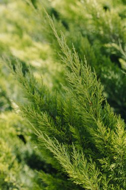 Mavi gökyüzündeki taze yeşil selvi dallarını kapatın. Seçici odak