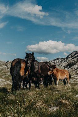 Karadağ 'ın Durmitor Milli Parkı' ndaki dağlarda sevimli bir tay taşıyan sevimli atlar.