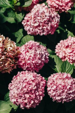Güneşli bir günde bahçedeki harika pembe ortanca çiçekleri. Seçici odak.