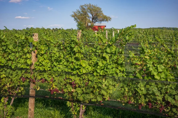 Rote Trauben Hängen Einem Wolkenlosen Sommertag Einer Weinrebe Einem Weinberg — Stockfoto