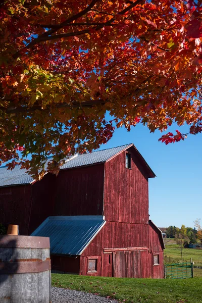 stock image A red barn with a tin roof is shadowed by a maple tree showing its lush autumn foliage during a warm fall day. 