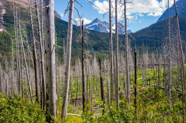 Virginia Şelaleleri, güneşli bir günde Montana 'daki Buzul Ulusal Parkı' ndaki Sun Point Doğa Yolu 'ndan ölü bir ormandan görülebilir.. 