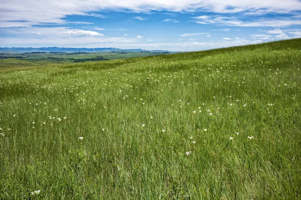 Wildflowers Grow Hill Little Bighorn Battlefield National Monument Summer Day — Stock Photo, Image