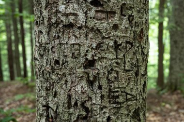 New York Eyaleti Finger Lakes bölgesindeki Robert H. Treman State Park 'ın eski ziyaretçilerinden kalan ağaç oymaları bu ağaç gövdesinde kalıcı bir iz bırakıyor.. 