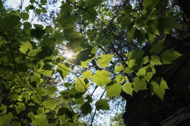 New York Eyaleti 'nin Finger Lakes bölgesindeki Robert H. Treman Eyalet Parkı' nda yetişen ağaçlar üzerinde güneş ışığı parlıyor..  