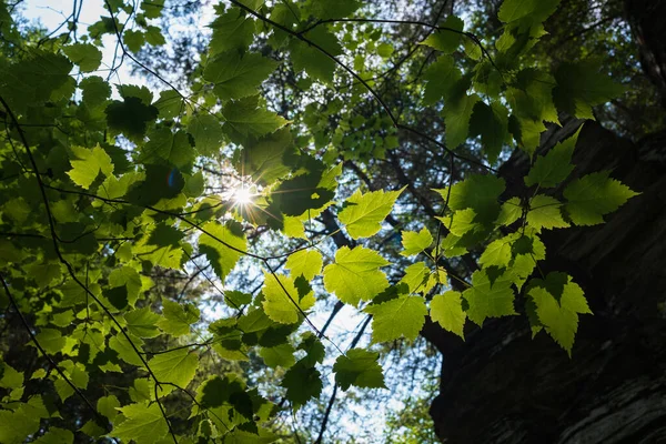在纽约州芬格湖区伊萨卡的罗伯特H 特雷曼州立公园 阳光透过绿叶照耀着正在生长的树木 — 图库照片