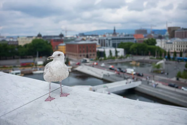 Seagull Rests Ledge Oslo Opera House Cloudy Day Which Built — Stock Photo, Image