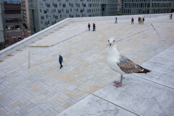 Seagull Rests Ledge Oslo Opera House Cloudy Day Which Built — Stock Photo, Image