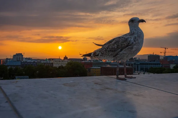Seagull Rests Ledge Oslo Opera House Sunset Which Built 2008 — Stock Photo, Image