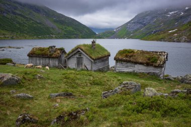 Koyunlar, fırtınalı bir günde Norveç manzaralı Gaularfjellet güzergahı boyunca Moskog ve Balestrand arasındaki bir nehir kenarındaki çimlerle beslenir. Yaşayan çatılı eski bir kulübe su kenarında duruyor..