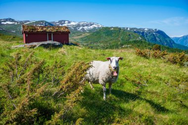 Norveç 'in Turtagro kentindeki Jotunheimen Ulusal Parkı' ndan görünen Ekrehytta sıradağları, yaz günü açık gökyüzü ile birlikte. Bir keçi kırmızı bir kabiyenin yanında otlar.. 